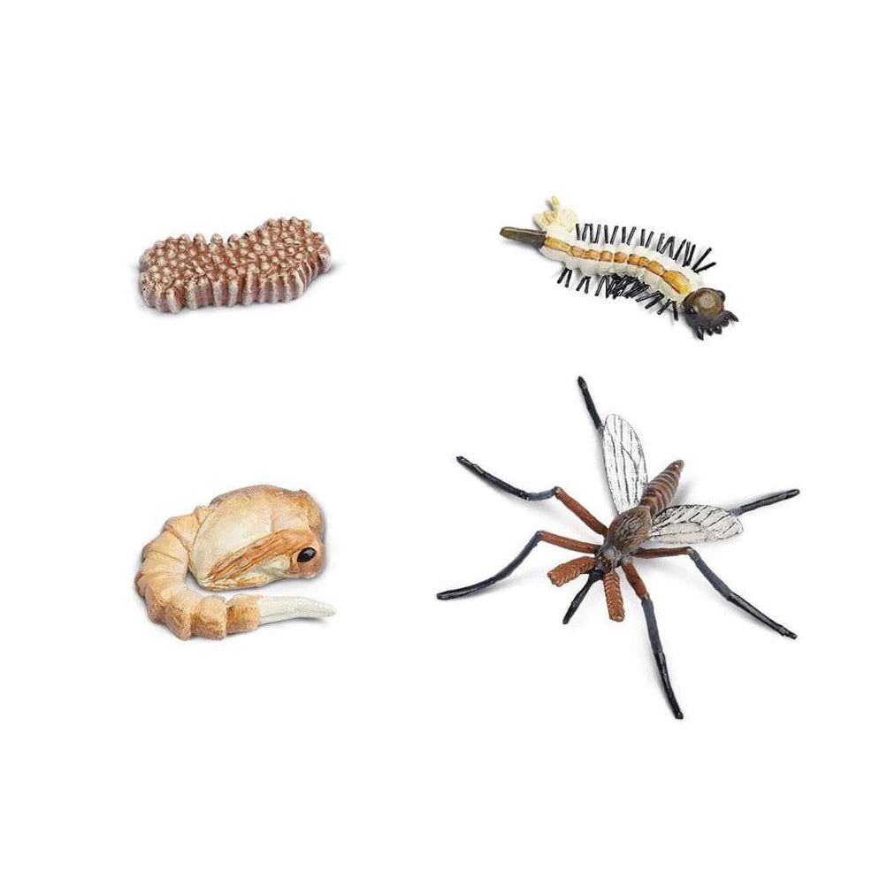 Κύκλος Ζωής ενός Κουνουπιού