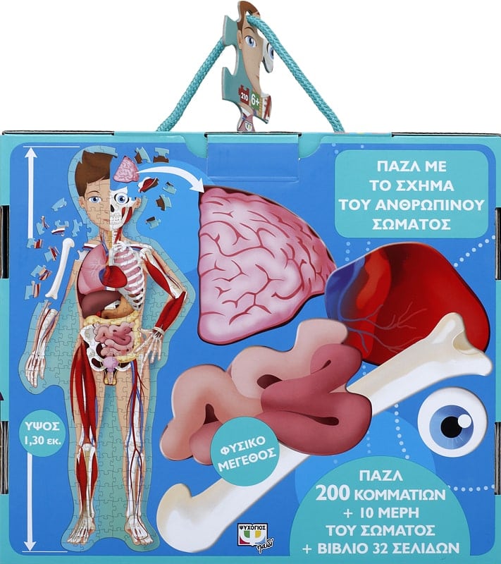 ΜΑΘΑΙΝΩ ΚΑΙ ΕΞΕΡΕΥΝΩ : ΤΟ ΑΝΘΡΩΠΙΝΟ ΣΩΜΑ