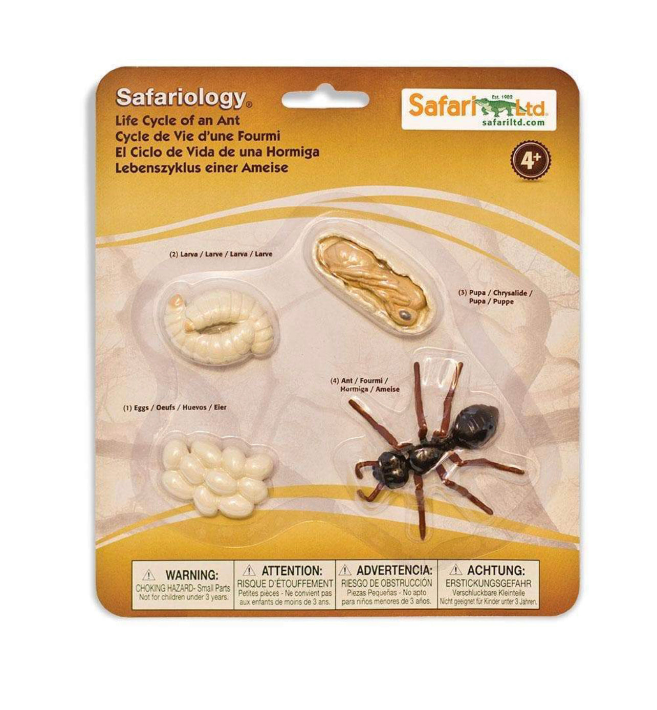 Κύκλος Ζωής ενός Μυρμηγκιού