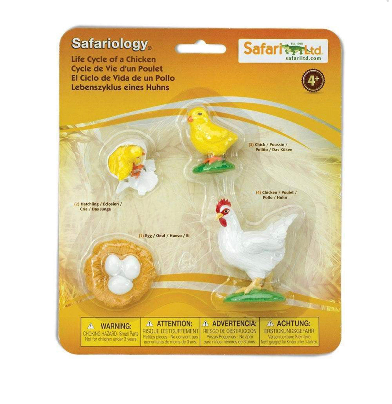 Κύκλος Ζωής της Κότας