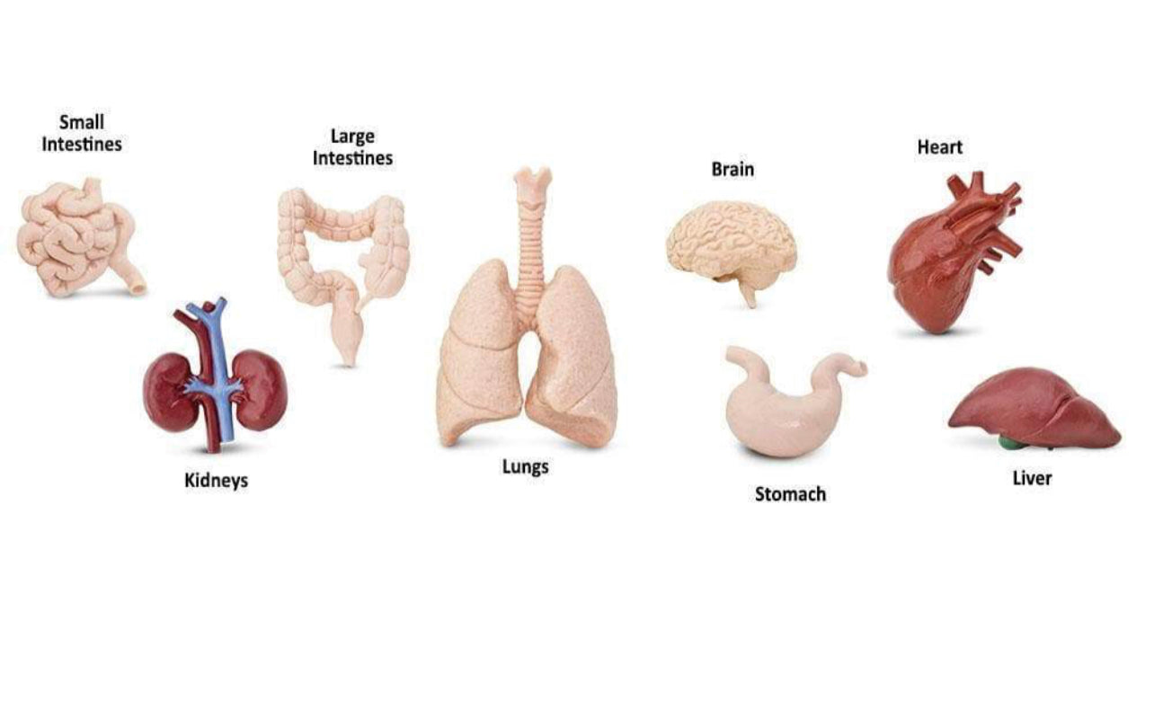 Μινιατούρες Safari Ανθρώπινα Όργανα
