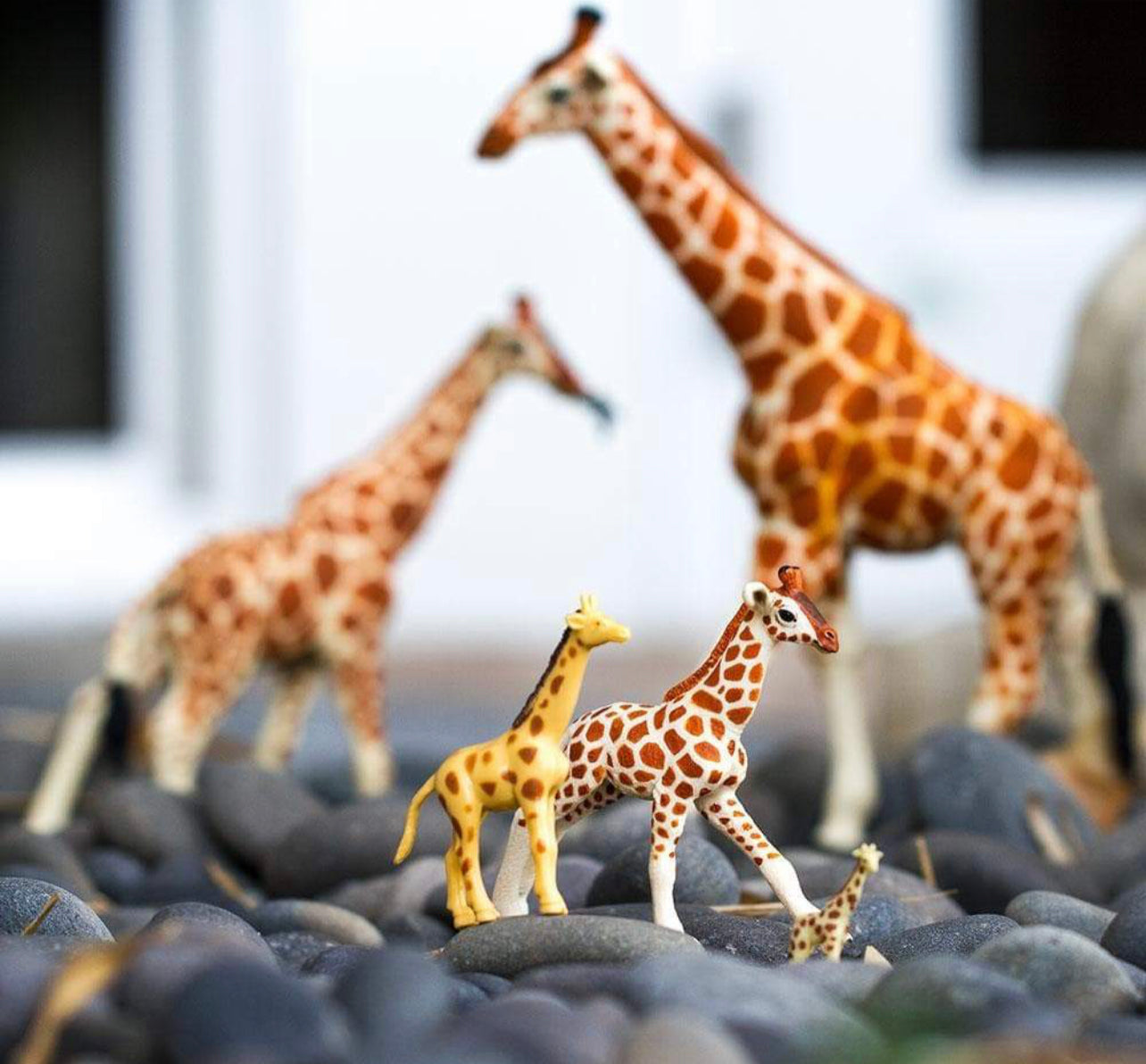 Safari Δικτυωτή Καμηλοπάρδαλη Μωρό