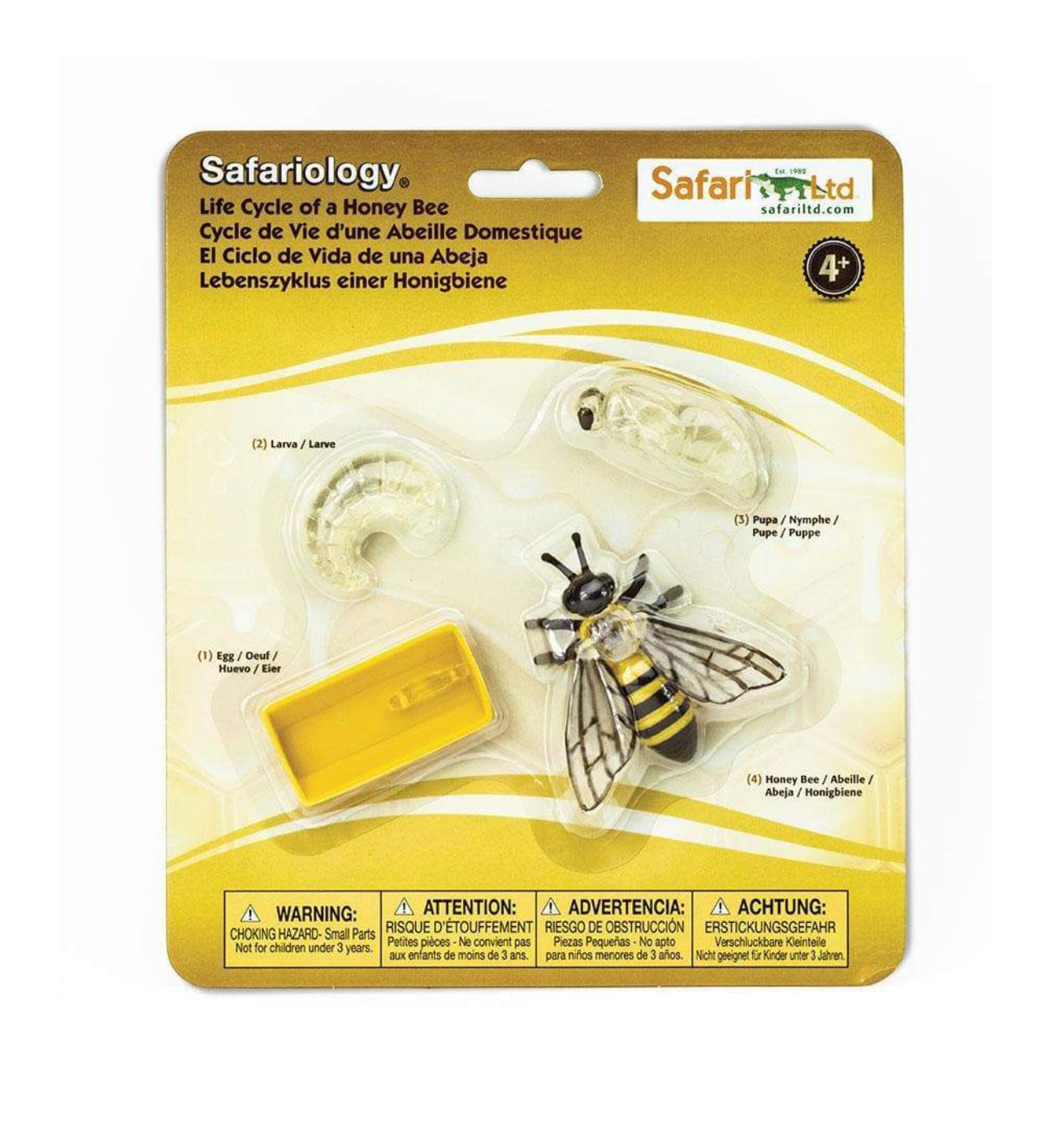 Κύκλος Ζωής της Μέλισσας