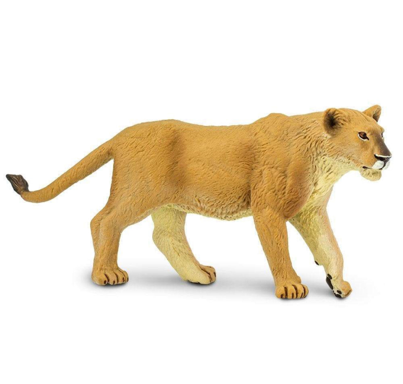 Safari Λέαινα