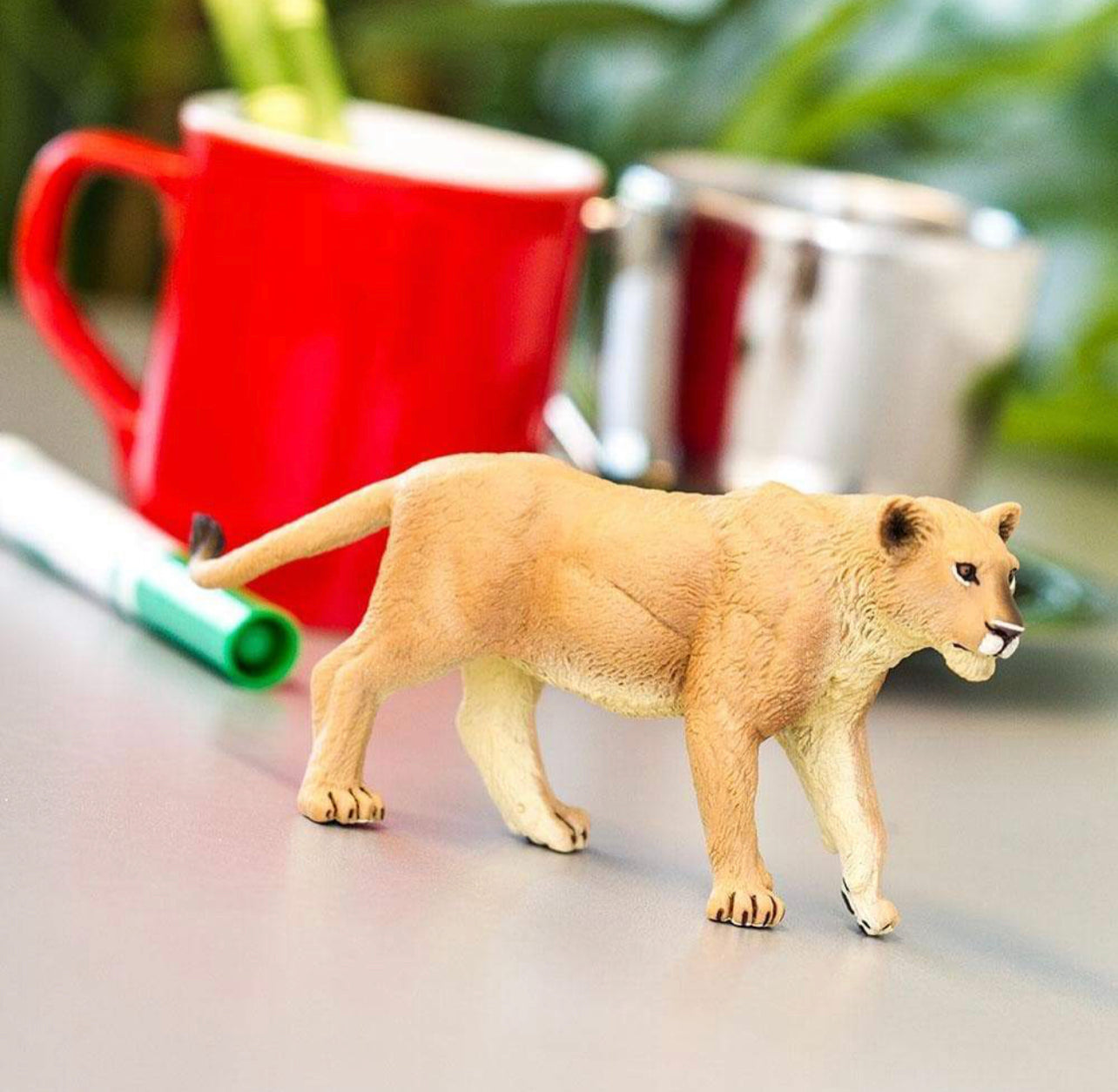 Safari Λέαινα