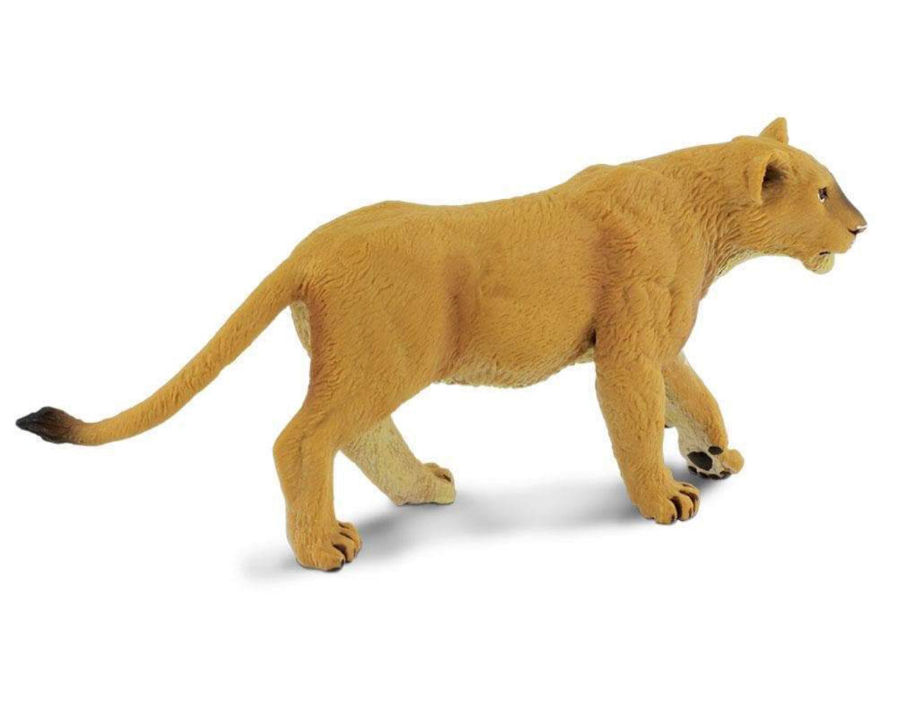 Safari Λέαινα